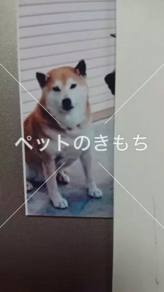 迷子犬の画像