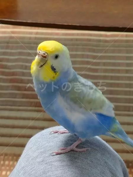 迷子鳥の画像