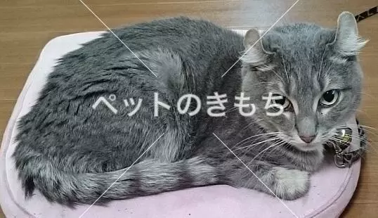 迷子猫の画像