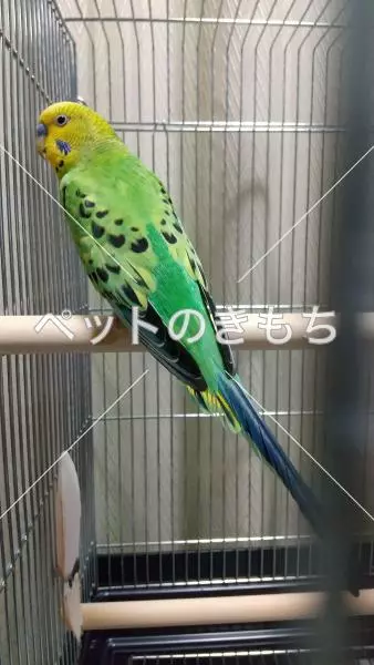 コメント投稿の画像