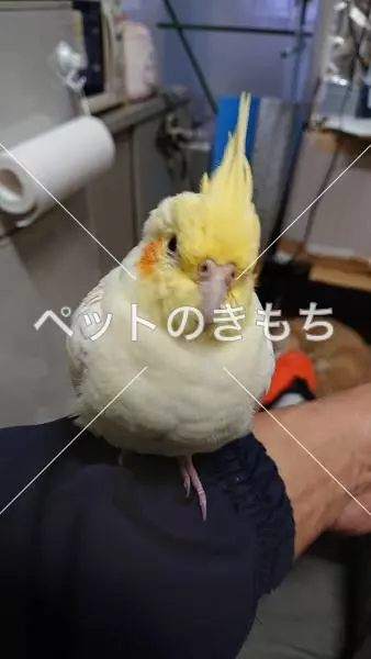 迷子鳥の画像