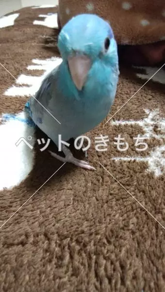 迷子鳥の画像