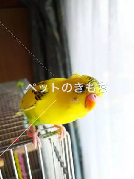 迷子鳥の画像