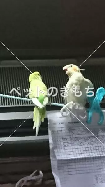 迷子鳥の画像