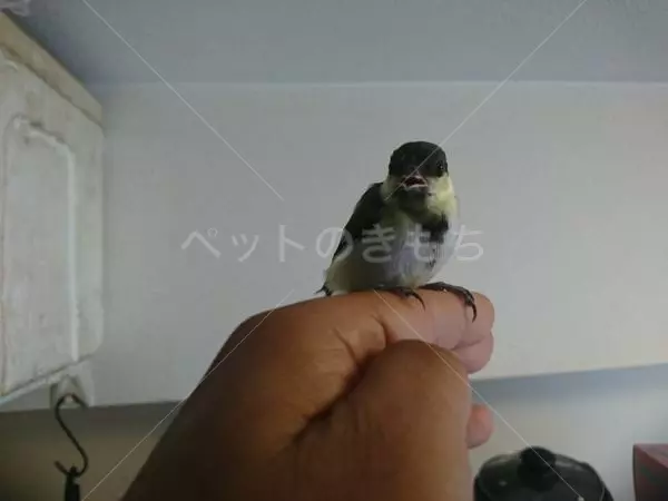 保護鳥の画像