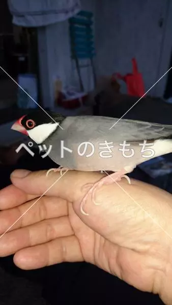 迷子鳥の画像