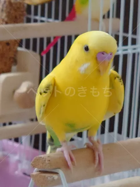 迷子鳥の画像
