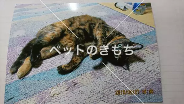 迷子猫の画像