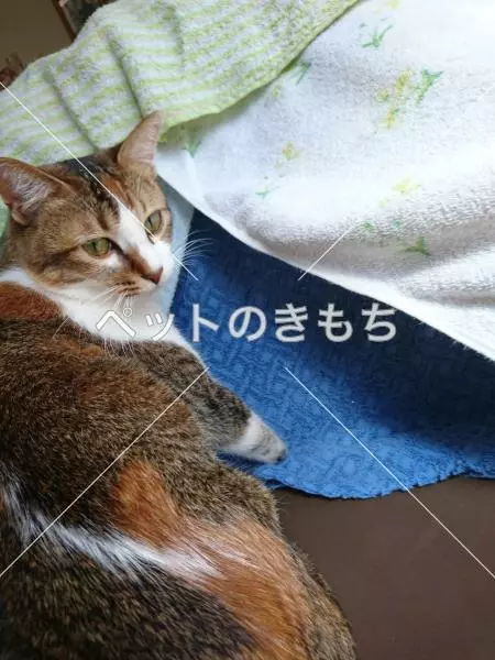 迷子猫の画像