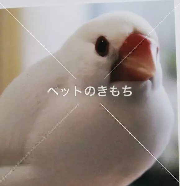 迷子鳥の画像