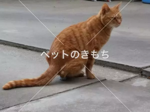 迷子猫の画像
