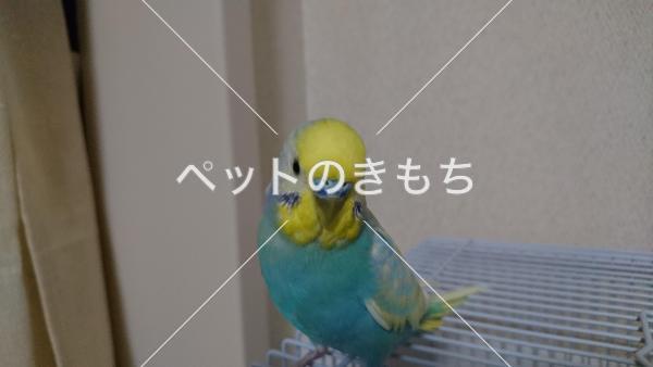 迷子鳥の画像