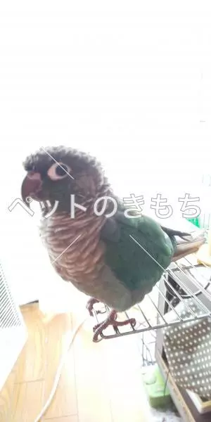 迷子鳥の画像