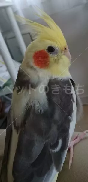 迷子鳥の画像