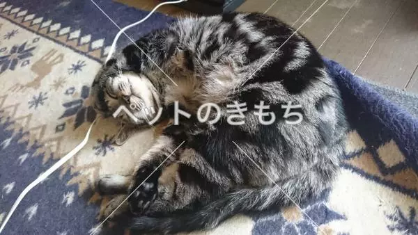 迷子猫の画像