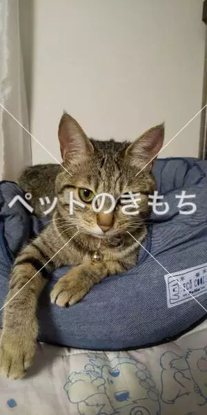 迷子猫の画像