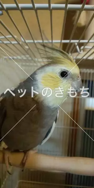 迷子鳥の画像