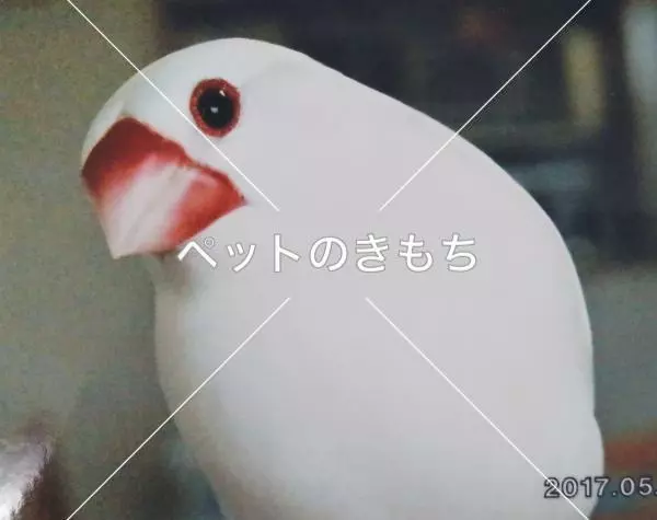 迷子鳥の画像