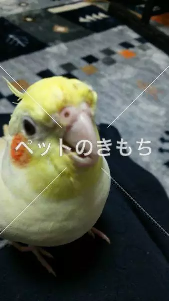 迷子鳥の画像