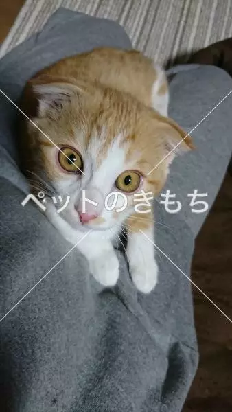 迷子猫の画像