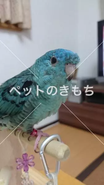 迷子鳥の画像