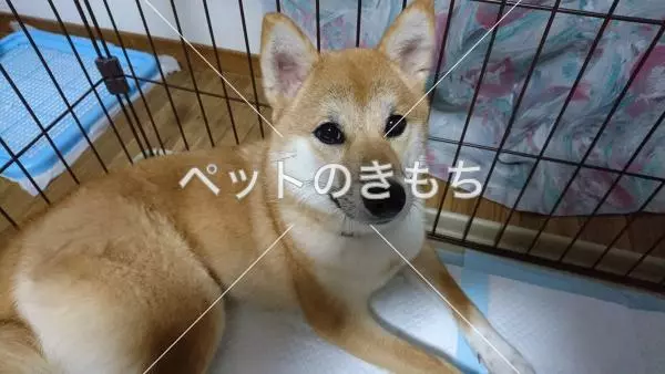 迷子犬の画像