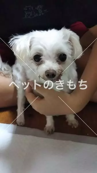 保護犬の画像
