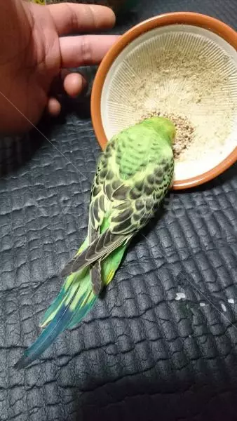 コメント投稿の画像