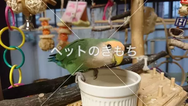 迷子鳥の画像