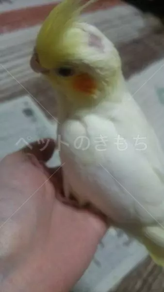 迷子鳥の画像