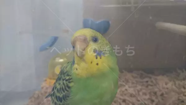 コメント投稿の画像