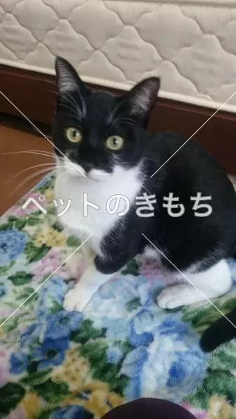 迷子猫の画像