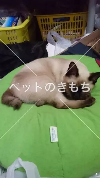 迷子猫の画像