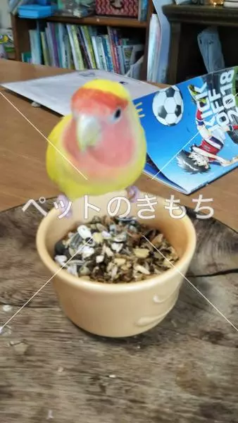迷子鳥の画像