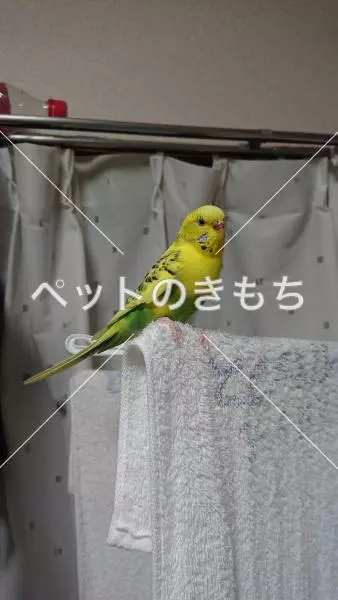 保護鳥の画像