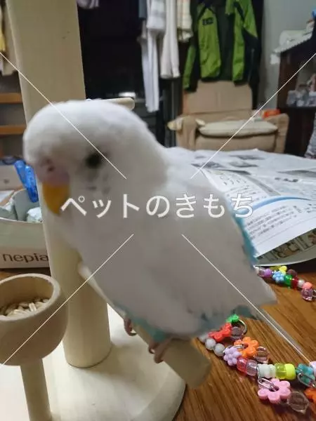 迷子鳥の画像