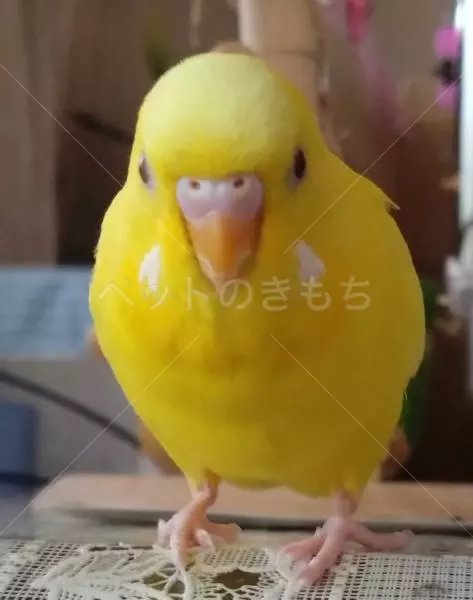 迷子鳥の画像