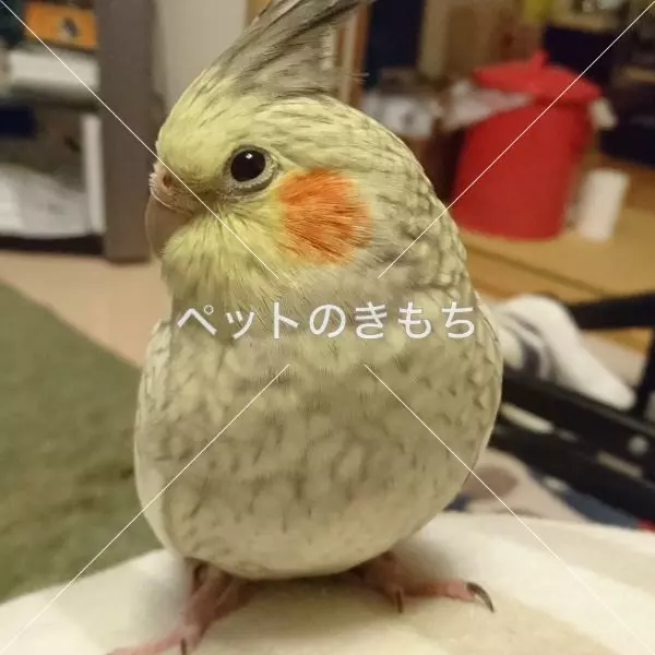 迷子鳥の画像