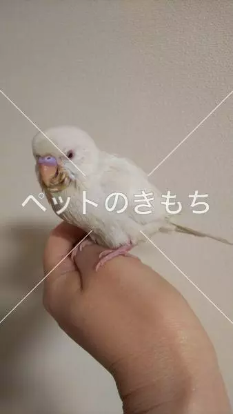 保護鳥の画像