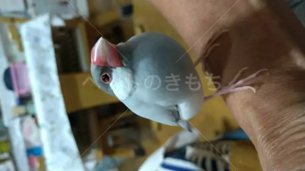 迷子鳥の画像