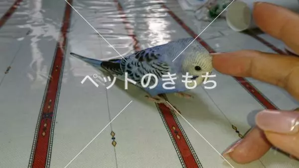迷子鳥の画像