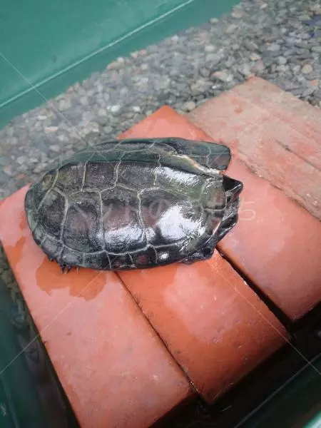 保護ペットの画像