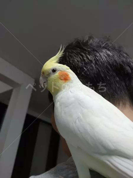 コメントの画像