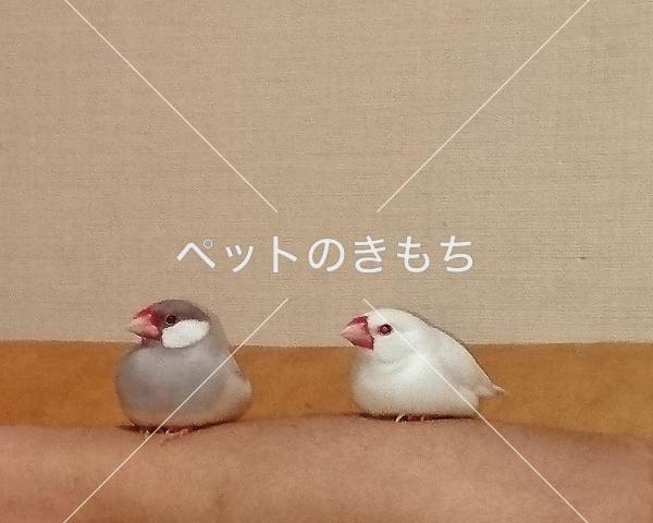 迷子鳥の画像