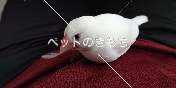 迷子鳥の画像