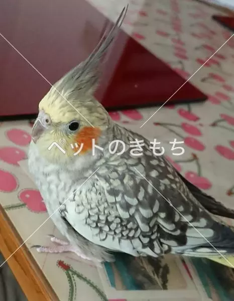 迷子鳥の画像