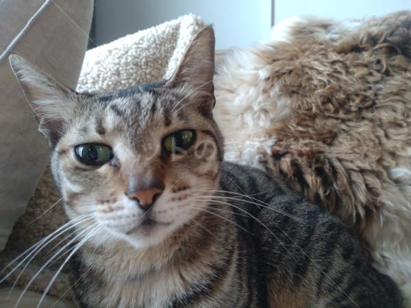 迷子猫の画像
