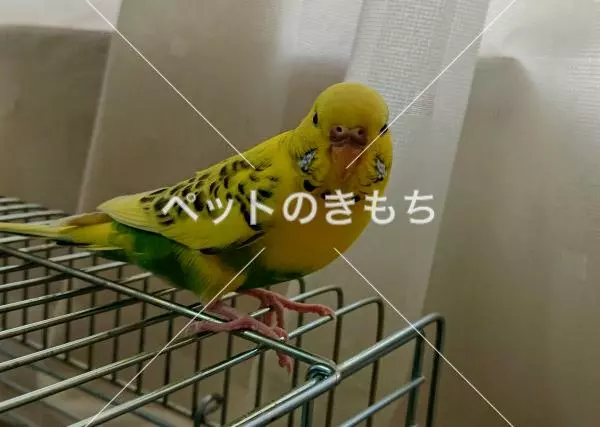 コメント投稿の画像