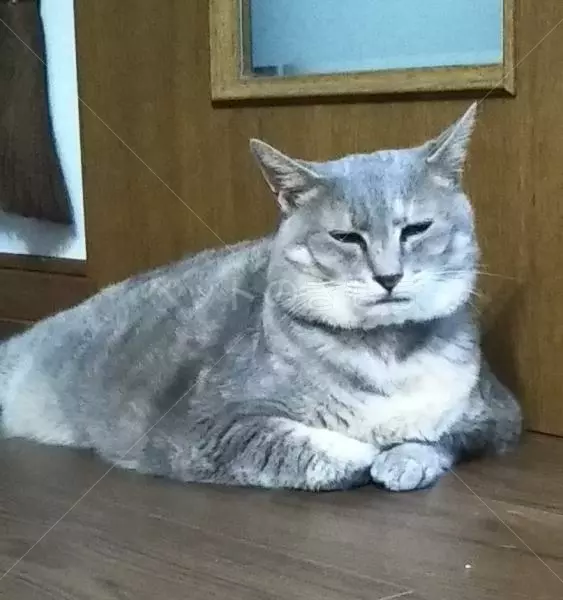 迷子猫の画像