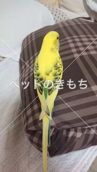コメント投稿の画像